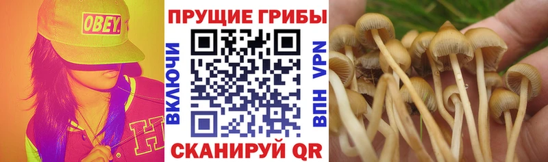 сайты даркнета какой сайт  Жиздра  Галлюциногенные грибы мицелий 
